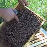 Ue: La Toscana porta in Commissione l'allarme per il miele cinese