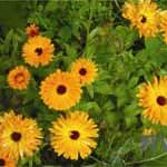 Calendula