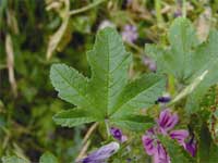 Malva