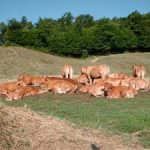 In Gallura gli allevatori ribadiscono il loro No alla vaccinazione a tappeto contro la Lingua Blu