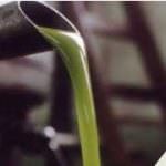 Veneto: Al Sol d'Oro di Verona previsto un aumento di presenze del 10%