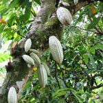 Vietnam, Cacao al posto di mine: la sfida di Roots of Peace