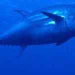 Pesca, Oceana: l'Unione Europea responsabile del collasso del tonno rosso