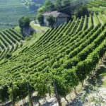 Caldo, Coldiretti: "La vendemmia anticipa di 10 giorni con il 60% vino Doc"