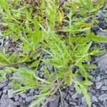 Ruchetta - Rucola Selvatica