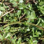 Gnocchi alla portulaca