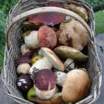 Funghi, l'opuscolo del Ministero per difendersi dagli avvelenamenti