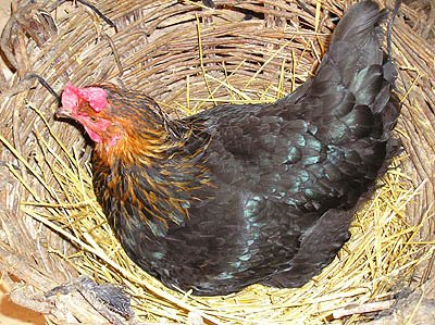 FDA issues rules for genetically modified animals