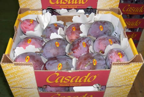 Osteen: el mango europeo