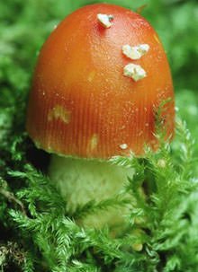 Coldiretti: Clima, arriva autunno preceduto dalla pioggia salvafunghi