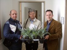 La riscoperta del carciofo violetto di Chioggia