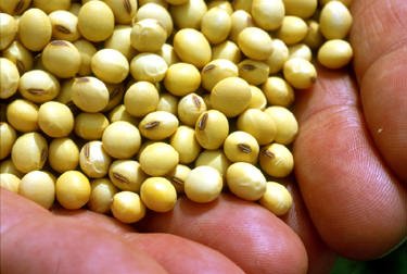 La soia: per la salute, contro il cancro