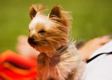 ADUC: Cani in treno, bene il sottosegretario Martini