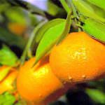 I mandarini contro obesità, diabete ed arteriosclerosi
