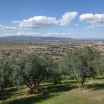 Frantoi Aperti al Salone del Gusto