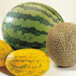 Un proyecto hortofrutícola con más de 18.000 hectáreas comienza con producción de melones y sandías