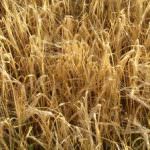 Un motore per gli antiossidanti. Così la fibra protegge dal cancro