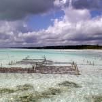 Dopo il boom, primi segni di rallentamento per l'acquacoltura?