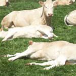 Bien-être animal, "encore beaucoup à accomplir", selon l'OIE