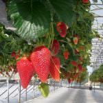 Arriva sul mercato italiano Cristal: la fragola per tutte le stagioni