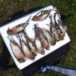 Veneto: la LAC concede dieci giorni a Galan per fermare la strage degli uccellini insettivori