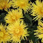 Assofioristi-Confesercenti: 2 novembre, stabili prezzi e consumi di fiori