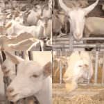 Viterbo: bianche con gli occhi azzurri