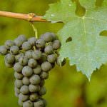 Il cabernet allaga Jean Reno