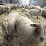 Ovejas y cabras podrían transmitir también el mal de las 'vacas locas'