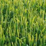 Prezzi: Coldiretti, allarme semine. Grano più basso di 20 anni fa