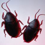 La fuga dello scarafaggio? Non è casuale