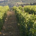 La musicoterapia fa bene alla vigna e al vino