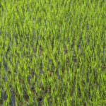 Agricoltura: la mobilitazione di Cia e Confagricoltura mira a sollecitare una maggiore attenzione verso il settore