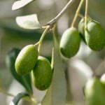 Cia: emergenza per l'olivicoltura "made in Italy"