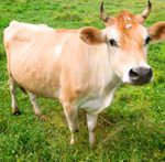 Mucca pazza: Torneranno le farine animali?