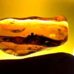 Resina di Brunello e Cannonau...