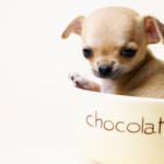 Treni, dal 1 dicembre viaggiano gratis solo i cani piccoli nel trasportino