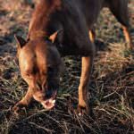 Cani e nuova ordinanza, ADUC: Bene!