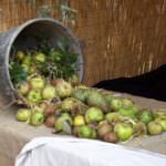 Workshop sulla prevenzione dei corpi estranei: le tecnologie a confronto