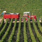 Agricoltura, le proposte della Cia per la Finanziaria 2009