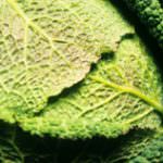 Le crucifere combattono il cancro riparando il DNA