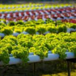 Agricoltura, soddisfazione di Fedagri per "avviso comune" in materia di lavoro e previdenza