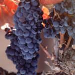 Resveratrolo: dall'uva uno stop ad infarti, ictus, diabete