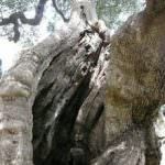 Masseria Montalbano a Fasano - Olio d'oliva, miseria e nobiltà