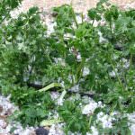 Maltempo, i danni più gravi alle coltivazioni in piena aria