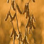 La Ue blocca le importazioni di prodotti per bambini contenenti soia alla melamina