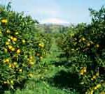 In 10 anni l'aumento dei prezzi dal campo alla tavola ha cancellato 1/3 dei frutteti italiani