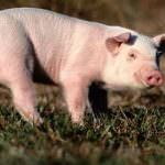 Nuova influenza, allevatori in piazza in tutta Italia per salvare le stalle italiane