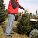 Alberi di Natale, il vademecum di Coldiretti per l'acquisto, la preparazione e la conservazione dell'albero