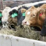 La carne bovina è sicura perché soggetta all'obbligo di indicazione di provenienza in etichetta